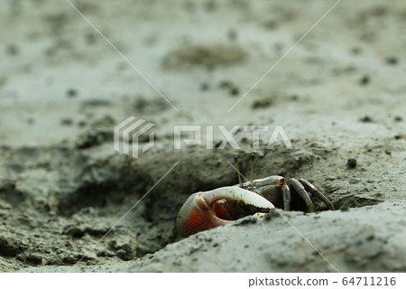 潮灘還活著。 64711216