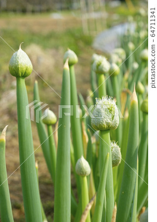 蔥花 64711341