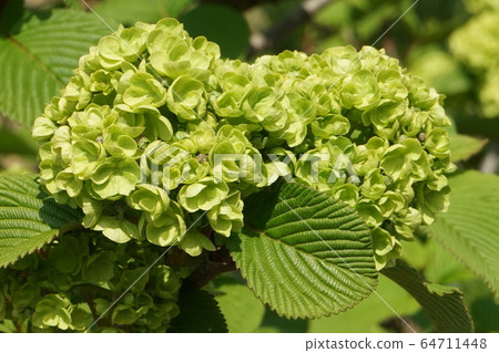 Otemari green flower Otemari green flower 64711448