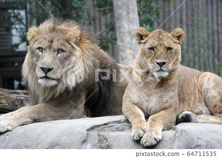 lion lion 64711535