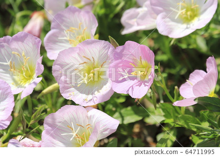 Day Saki Evening Primrose 64711995