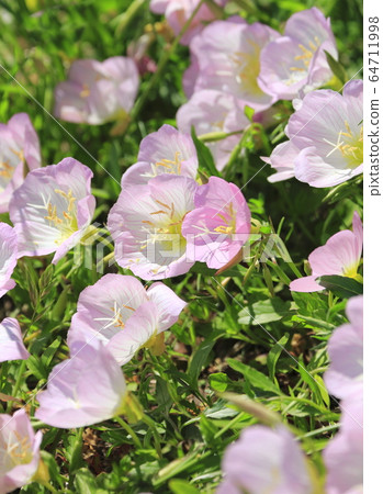 Day Saki Evening Primrose 64711998