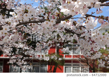 Cherry blossom school in full bloom 64712000