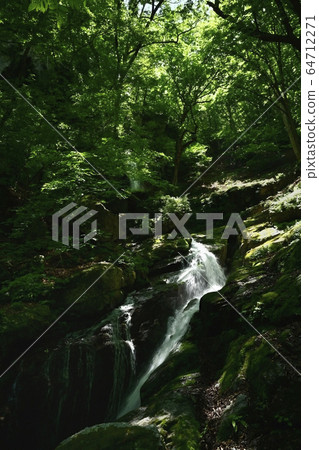 森林新鮮的綠色的chi本縣地區護衛者小澤富多T上中層 森林新鮮的綠色的chi本縣地區護衛者小澤富多T上中層 64712271