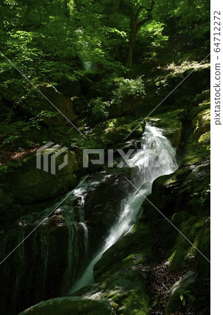 森林新鮮的綠色的chi本縣地區護衛者小澤富多T上中層 64712272