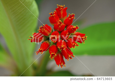 A tree with a bouquet of red stamens. A tree with a bouquet of red stamens. 64713603