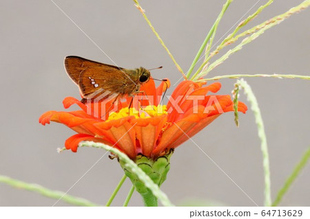 Ichimon dieselis Ichimon dieselis 64713629