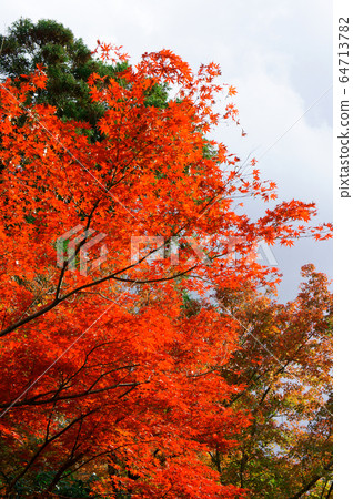 Autumn leaves 64713782