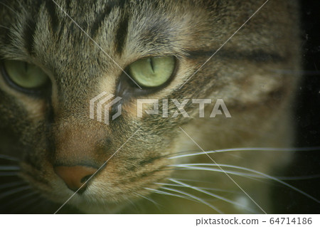 Sharp eye cat Sharp eye cat 64714186