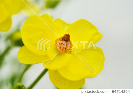 Ranunculus (Lux Butaros) Ranunculus (Lux Butaros) 64714264