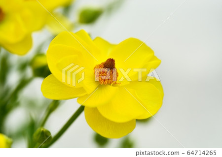 毛an屬(Lux Butaros) 毛an屬(Lux Butaros) 64714265