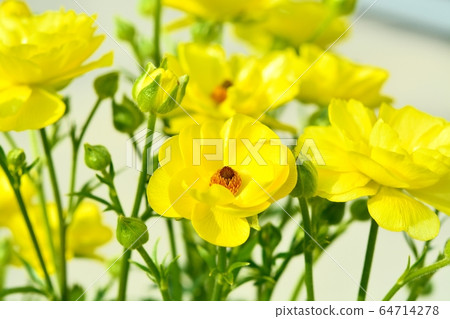 毛an屬(Lux Butaros) 毛an屬(Lux Butaros) 64714278