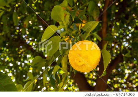 Yuzu's fruit Yuzu's fruit 64714300