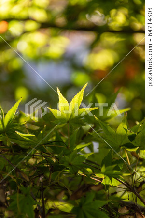 藍楓 藍楓 64714303