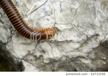 millipede on a white stone millipede on a white stone 64714566
