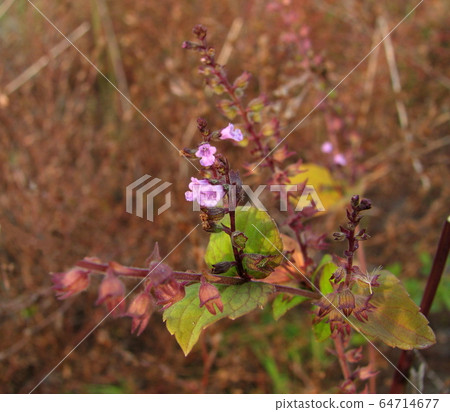 Inukouju Inukouju 64714677