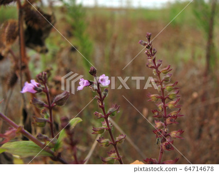 Inukouju Inukouju 64714678