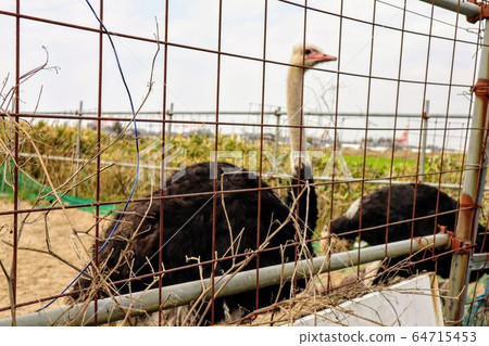 新潟縣新潟市豐坂日本路站第一個路邊站的鴕鳥 64715453