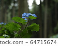 Hydrangea 64715674