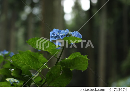 Hydrangea Hydrangea 64715674