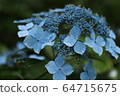 Hydrangea 64715675