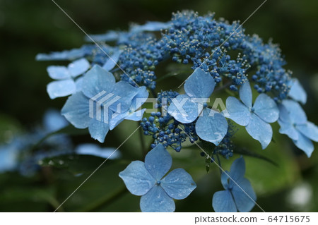 Hydrangea 64715675