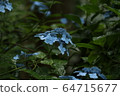Hydrangea 64715677