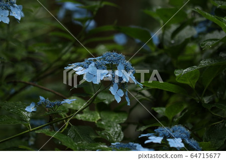 Hydrangea Hydrangea 64715677