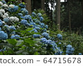 Hydrangea 64715678