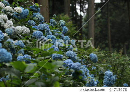 Hydrangea Hydrangea 64715678