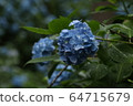 Hydrangea 64715679