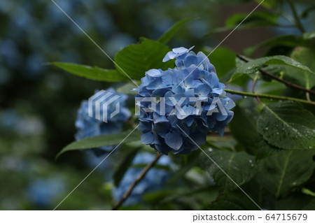 Hydrangea Hydrangea 64715679