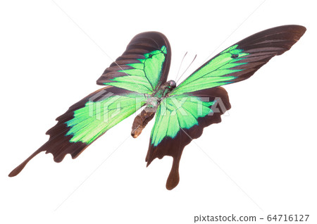 Morpho butterfly isolated on a white background 64716127