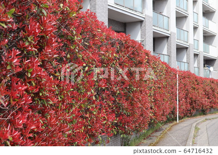 Vivid hedges of Japan Vivid hedges of Japan 64716432