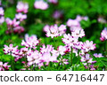 蓮花 64716447