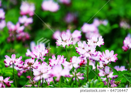 蓮花 64716447