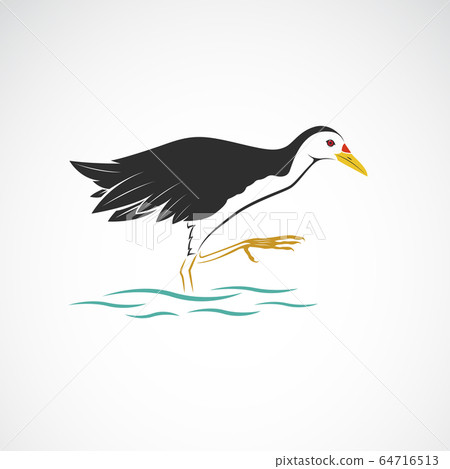 White breasted waterhen isolated on white 64716513