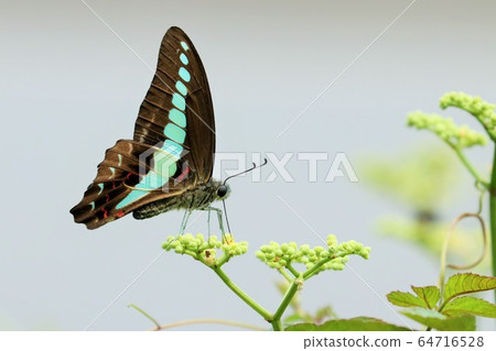 Aosiagehaha Aosiagehaha 64716528