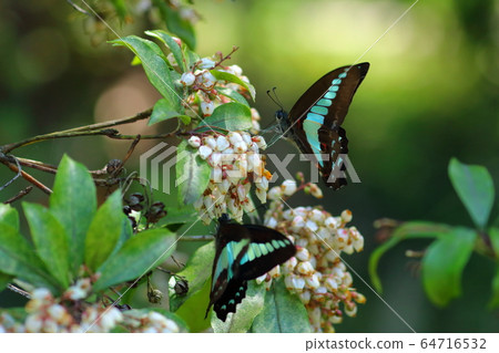 Aosiagehaha 64716532