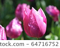 Tulip 64716752