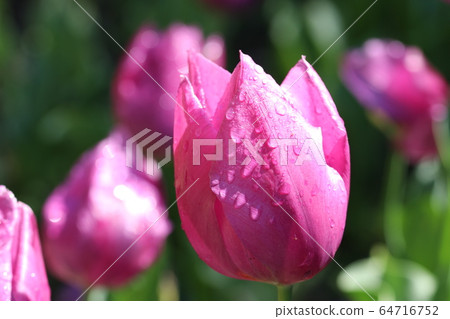 Tulip 64716752
