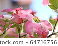 Dogwood 64716756