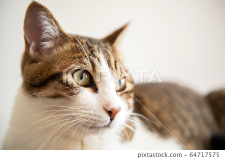 Sasuke 10 months 64717575