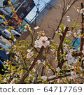 開花 64717769