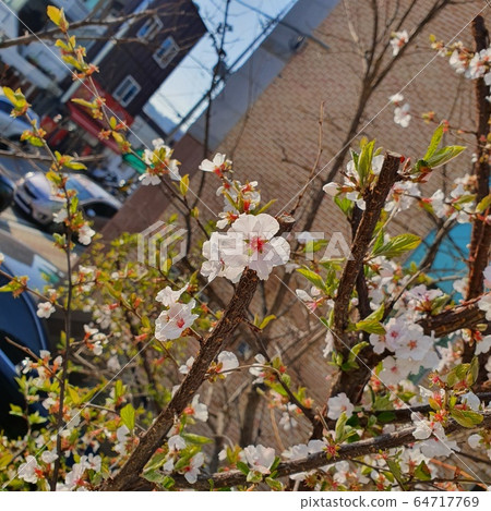 開花 64717769