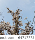 櫻桃樹 64717772