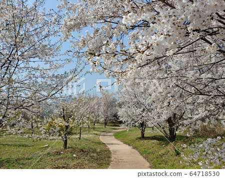 Spring, spring flowers, cherry blossoms, trees, forest, grass, pretty flowers, nature, environment, eco, green, green, park, green environment, nature environment Spring, spring flowers, cherry blossoms, trees, forest, grass, pretty flowers, nature, environment, eco, green, green, park, green environment, nature environment 64718530