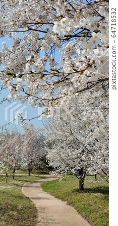 Spring, spring flowers, cherry blossoms, trees, forest, grass, pretty flowers, nature, environment, eco, green, green, park, green environment, nature environment Spring, spring flowers, cherry blossoms, trees, forest, grass, pretty flowers, nature, environment, eco, green, green, park, green environment, nature environment 64718532