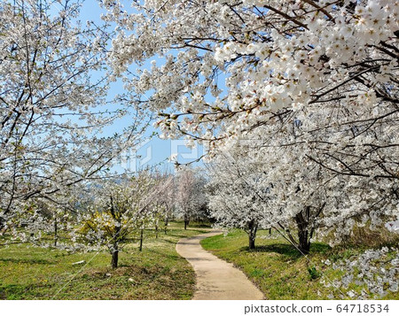 Spring, spring flowers, cherry blossoms, trees, forest, grass, pretty flowers, nature, environment, eco, green, green, park, green environment, nature environment Spring, spring flowers, cherry blossoms, trees, forest, grass, pretty flowers, nature, environment, eco, green, green, park, green environment, nature environment 64718534