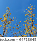 花 64718645